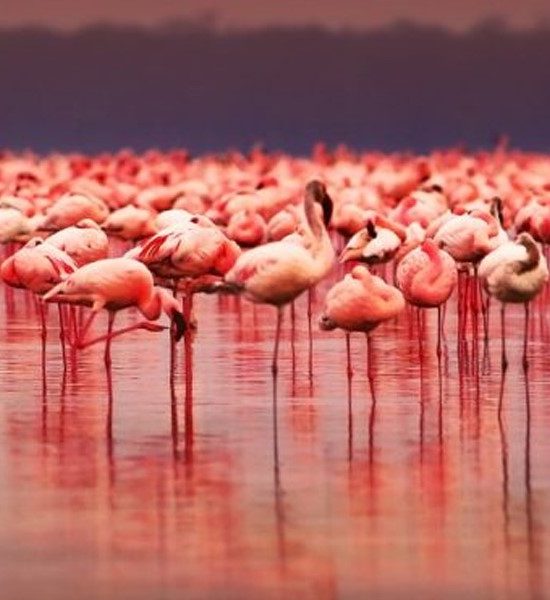 Flamingos