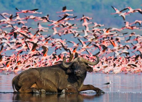 Naivasha, Nakuru & Elementaita