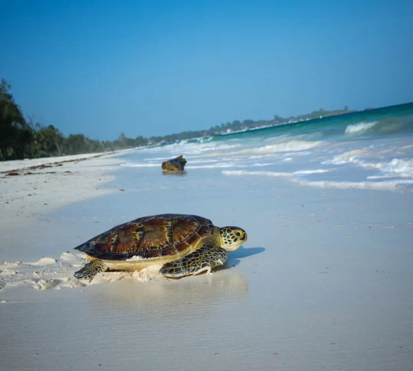 Watamu beach tour